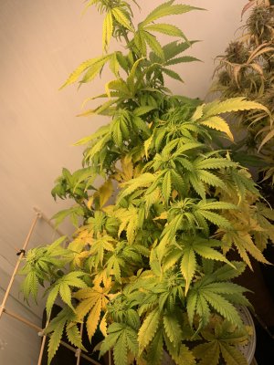 IMG_3591.jpeg