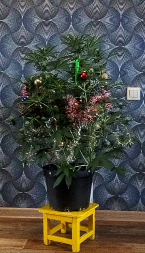 IMG_20241231_125311.jpg