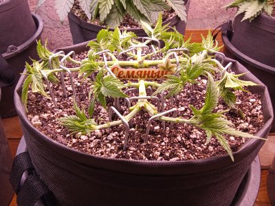 IMG_20250607_073116.jpg