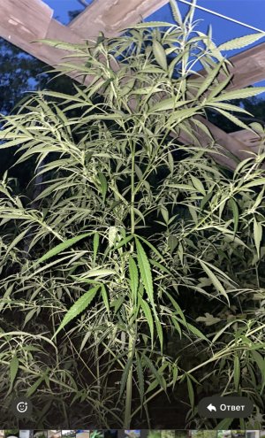 IMG_3764.jpeg