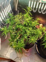 IMG20250909222048.jpg