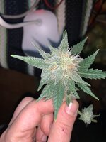 IMG_9045.jpeg