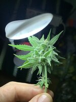 IMG_9042.jpeg