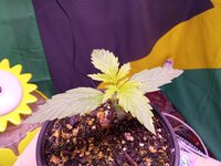 IMG_20251120_085412.jpg