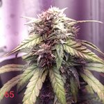 12769.jpg