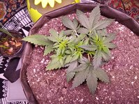IMG_20251207_060701.jpg