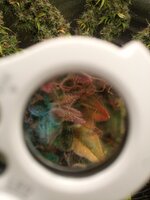 IMG_20251214_184121_958.jpg