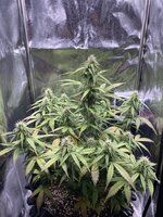 IMG_2623.jpeg