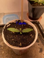 IMG_2408.jpeg