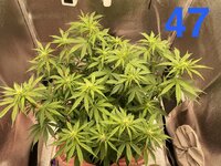 IMG_2142.jpeg