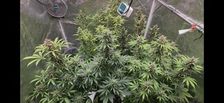 Screenshot_20260216_111514_Gallery.jpg
