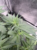 IMG_9731.jpeg
