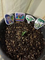 IMG_20260228_060154.jpg