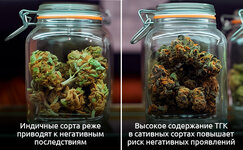 Vybirajte-podhodyashchie-sorta__ZN7K7qDJjAnnzXBB.jpg Vybirajte-podhodyashchie-sorta__ZN7K7qDJjAnnzXBB.jpg