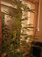 IMG_1159.jpeg