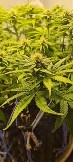 IMG_1066.jpeg