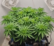 IMG_1153.jpeg