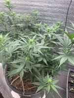 IMG_0917.jpeg