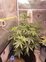 IMG_5596.jpeg