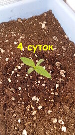 4 сут (1).jpg