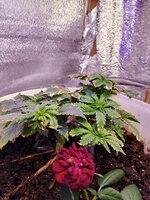IMG_20250519_024954.jpg
