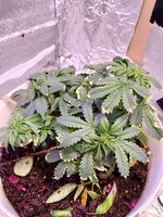 IMG_20250524_091522.jpg