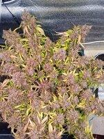 IMG_20260412_205452_215.jpg