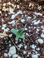 IMG_20260423_095041.jpg