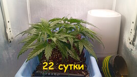 22 сут (4).jpg