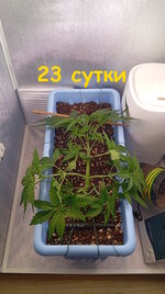 23 сут (1).jpg