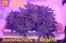 35 сут (3).jpg