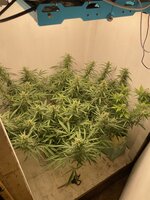 IMG_4154.jpeg