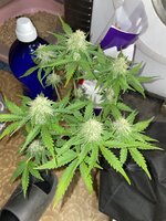 IMG_4173.jpeg