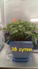 38 сут (3).jpg