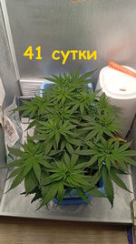 41 сут (1).jpg