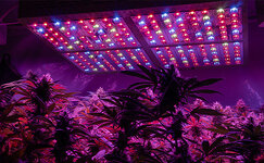 znachenie-ehnergoehffektivnosti-pri-vyrashchivanii-kannabisa__j3icEFjvjOVxRmn8.jpg