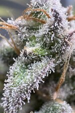 IMG_3743.JPG