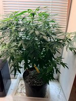 WhatsApp Image 2026-05-15 at 15.21.38.jpeg