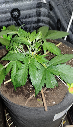 crop_1482722155415513212.png