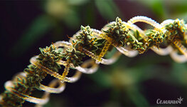 konoplya-i-gmo-geneticheski-uluchshennyy-kannabis__nSTMnICFZYyVKZPz.jpg konoplya-i-gmo-geneticheski-uluchshennyy-kannabis__nSTMnICFZYyVKZPz.jpg