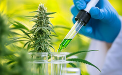 ebbu-i-canbreed-kompanii-ispolzuyushchie-crispr-v-proizvodstve-kannabisa__g8PgharDBTRHBEM4.jpg ebbu-i-canbreed-kompanii-ispolzuyushchie-crispr-v-proizvodstve-kannabisa__g8PgharDBTRHBEM4.jpg