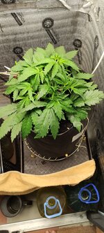 IMG_20260519_021629.jpg