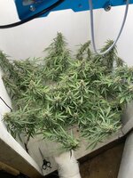 IMG_4313.jpeg