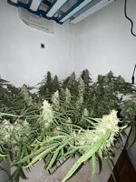 IMG_4306.jpeg