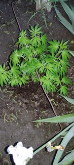IMG_20260520_201027.jpg