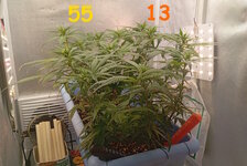 55-13 сут (2).jpg