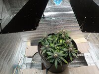 IMG_20260520_122318_104.jpg