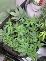 IMG_2041.jpeg
