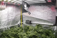 petal_20260526_113511.gif