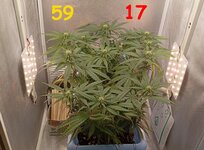 59-17 сут (4).jpg